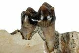 Cretaceous Fossil Mammal Dentary w/ Tooth - Montana #284484-2